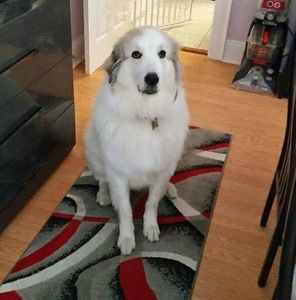 Meet your Posher, Nancy